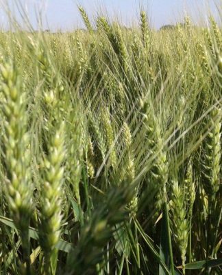 agro, clima, campo