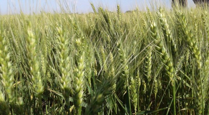 agro, clima, campo