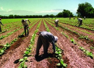 trabajadores, campo