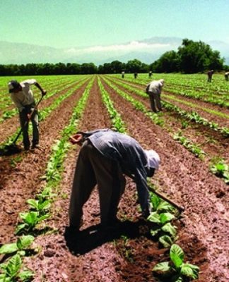 trabajadores, campo