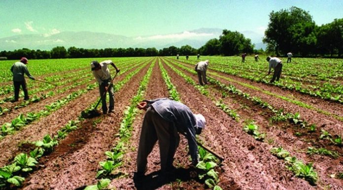 trabajadores, campo