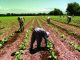 trabajadores, campo