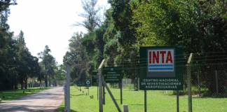 inta