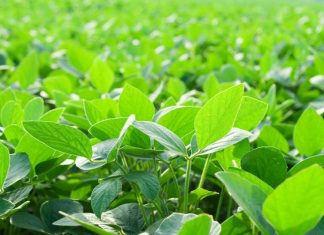 plantacion