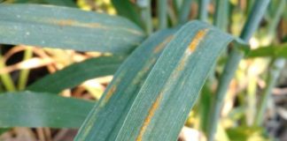 roya amarilla, trigo