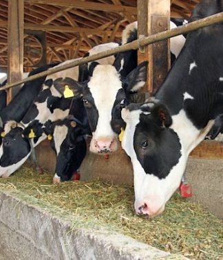 vacas