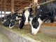 vacas