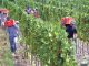 viñateros, vino, uva
