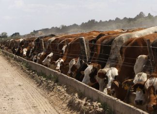 feedlot