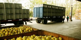 limones