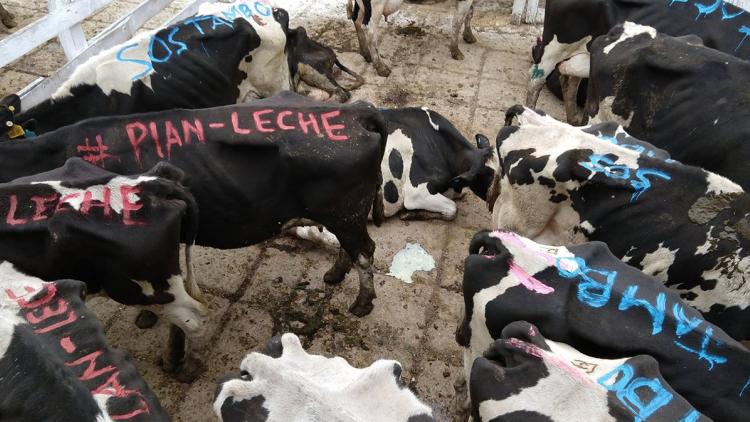 protesta, vacas, liniers 