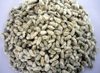semillas, algodon