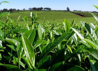 te, misiones, campo