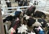 vacas, protesta