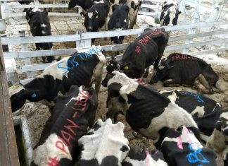 vacas, protesta