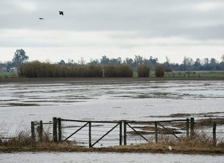 campo, inundacion
