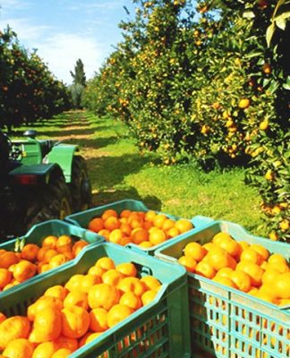 citricos, san miguel