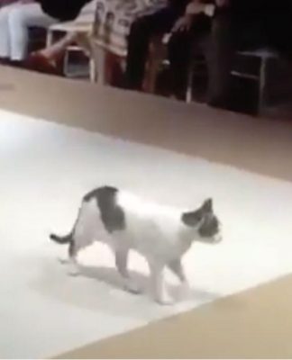 gato modelo