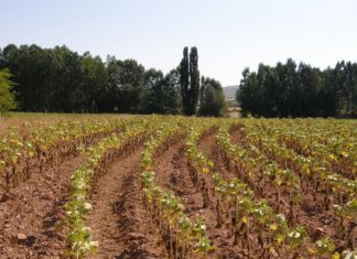 girasol, siembra