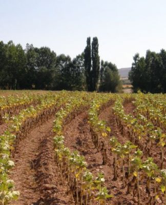 girasol, siembra