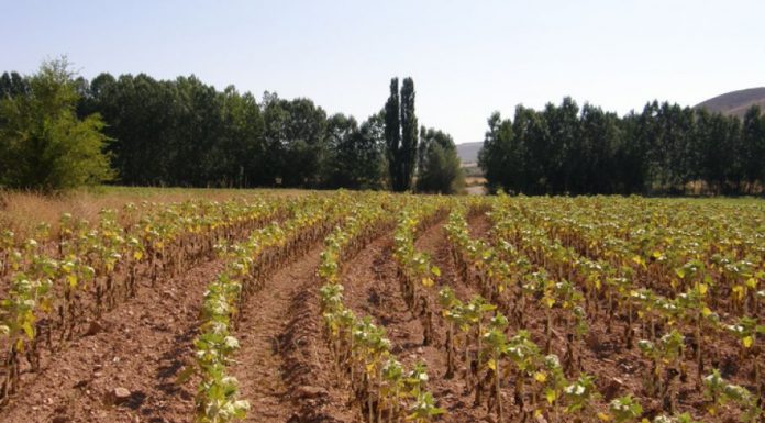 girasol, siembra
