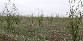 granizo, mendoza