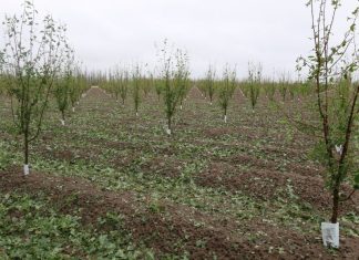 granizo, mendoza