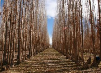 bosque, arboles