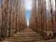 bosque, arboles