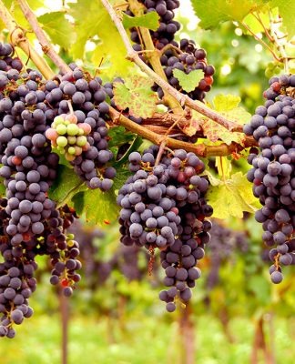 uvas