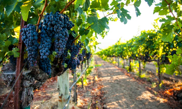 San Juan: Por heladas tardías, esperan pérdidas en la producción de uvas |  Edición Rural