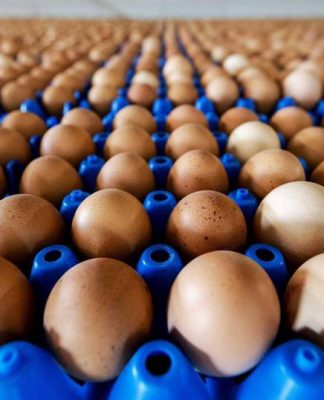 huevos