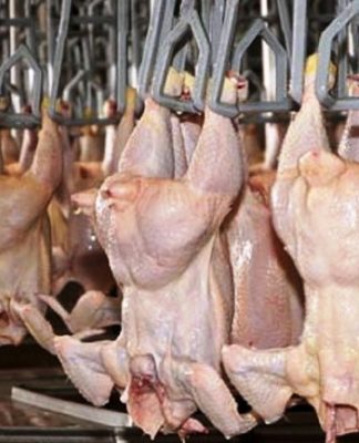 pollos, carne aviar
