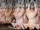 pollos, carne aviar