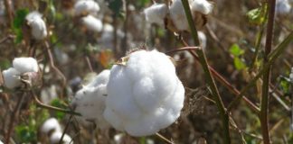 algodon