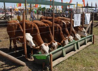 expoagro, ganaderia