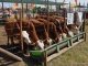 expoagro, ganaderia