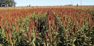 sorgo