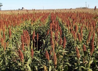 sorgo