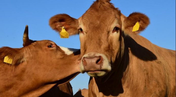 vacas
