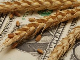 Más dólares del campo: la estimación de cosecha de trigo volvió a subir y llega a 25,5 millones de toneladas La Bolsa de Cereales de Buenos Aires elevó este jueves más de un 6% sus expectativas de producción del cereal, que será clave para el ingreso de divisas durante el verano. 27 de noviembre 2025, 18:45hs Exportaciones de trigo La proyección de producción de trigo de la BCBA asciende a 25,5 millones de toneladas. Es decir, 1,5 millones (6,25%) por encima del informe de la semana pasada. (Foto: archivo NA) Compartir La proyección de producción de trigo asciende a 25,5 millones de toneladas. Es decir, 1,5 millones (6,25%) por encima del último informe y superando al anterior máximo (campaña 2021/22: 22,4 millones) en un 13,8%, según comunicó este jueves el Panorama Agrícola Semanal (PAS) de la Bolsa de Cereales de Buenos Aires (BCBA). Al respecto, precisaron que la cosecha ya cubre el 33,9 % del área apta, luego de un progreso intersemanal de 13,6%. Leé también: Un 2025 que sorprende: el campo marca el tercer mayor aporte de divisas de la historia “Las labores se extienden hacia zonas del centro del área agrícola alcanzando con un ritmo similar al del avance promedio histórico, arrojando rendimientos que superan a los esperados hasta nuestra anterior proyección de producción, con un valor nacional de 35,9 quintales por hectárea”, pormenorizó el reporte. ¿Querés recibir más información sobre el campo? Suscribite acá Ingresá tu email Suscribirme A su vez, la evaluación del impacto de las heladas de fines de octubre muestra daños menores a los previstos, tanto en la extensión del área afectada como en la severidad del daño, reflejando cómo los elevados niveles de humedad presentes en el perfil contribuyeron a amortiguar el efecto de estos eventos. La mayor cosecha de este cultivo genera mayores expectativas en cuanto a lo que será la liquidación de divisas del agro durante el verano. Más dólares del campo: la estimación de cosecha de trigo volvió a subir y llega a 25,5 millones de toneladas En tanto, la recolección de cebada cubre el 3% de la superficie apta a nivel nacional y las labores comienzan a generalizarse sobre el centro y norte del área agrícola, mientras que el avance sigue siendo limitado en el sur. Leé también: La capacidad de crecer del agro tuvo un freno de mano en la última década A nivel nacional, del área aún pendiente de cosecha, el 43 % se encuentra en madurez fisiológica y el resto continúa transitando las últimas etapas de llenado. “Sobre el oeste y sudeste de Buenos Aires, si bien las heladas de fines de octubre y principios de noviembre han tenido un impacto heterogéneo, el potencial de rendimiento resulta mejor de lo esperado, compensando las pérdidas ocasionadas y permitiendo sostener una proyección de producción en 5,3 millones de toneladas”, indicó el reporte. Más dólares del campo: la estimación de cosecha de trigo volvió a subir y llega a 25,5 millones de toneladas Cómo siguen las siembras de soja, maíz y girasol Por otro lado, tras un progreso intersemanal de 11%, la siembra de soja a nivel nacional cubre 36% de las 17,6 millones de hectáreas esperadas para la presente campaña, registrando una demora interanual de 9% y de 1% en comparación con el promedio de las últimas 5 campañas. “Los excesos hídricos persisten sobre el centro de Buenos Aires e impiden avanzar con la siembra de soja de primera”, indicó la entidad porteña. A su vez, más del 70 % de la intención de siembra de primera ya fue implantada en ambos núcleos, con demoras puntuales en zonas clave como Chacabuco debido a excesos hídricos. Más dólares del campo: la estimación de cosecha de trigo volvió a subir y llega a 25,5 millones de toneladas En paralelo, con el 2,3% de la intención de siembra ya cubierta, comienzan las labores de siembra de los primeros lotes de soja de segunda, principalmente en el sur de Santa Fe. La siembra de maíz con destino a grano toma impulso con el inicio de la ventana de siembra tardía en el centro y sur del área agrícola. Leé también: Los acopiadores cerraron el año con un fuerte llamado a “ordenar la economía y eliminar retenciones” A la fecha, se ha implantado el 39,3 % del total nacional, tras un avance intersemanal de 2%. Del área ya implantada, se estima que un 82% presenta una condición entre buena y excelente, reflejando una mejora de 8% gracias a la adecuada humedad en los perfiles. Más dólares del campo: la estimación de cosecha de trigo volvió a subir y llega a 25,5 millones de toneladas Sin embargo, se aguardan nuevos eventos de precipitaciones para asegurar una correcta germinación en las siembras tardías. Por otro lado, en el centro y oeste bonaerense aproximadamente 30% del área implantada se encuentra afectada por excesos hídricos. La implantación de girasol, por su parte, marcó un progreso intersemanal de 1,2% debido a las demoras que generan situaciones de humedad excesiva en el sur del área agrícola. Más dólares del campo: la estimación de cosecha de trigo volvió a subir y llega a 25,5 millones de toneladas A la fecha, se encuentra sembrado el 96,3 % de las 2,7 millones de hectáreas proyectadas. A su vez, el girasol implantado en las provincias de Buenos Aires y La Pampa transita estadios vegetativos, encontrándose en V6 los lotes más avanzados, mientras que sobre el centro y norte del área agrícola se concentra el 30,1% que transita desde botón floral en adelante. Con un 86,7% bajo condición hídrica “adecuada/óptima”, el 98% mantiene condición de cultivo “normal a excelente”.