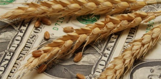 Más dólares del campo: la estimación de cosecha de trigo volvió a subir y llega a 25,5 millones de toneladas La Bolsa de Cereales de Buenos Aires elevó este jueves más de un 6% sus expectativas de producción del cereal, que será clave para el ingreso de divisas durante el verano. 27 de noviembre 2025, 18:45hs Exportaciones de trigo La proyección de producción de trigo de la BCBA asciende a 25,5 millones de toneladas. Es decir, 1,5 millones (6,25%) por encima del informe de la semana pasada. (Foto: archivo NA) Compartir La proyección de producción de trigo asciende a 25,5 millones de toneladas. Es decir, 1,5 millones (6,25%) por encima del último informe y superando al anterior máximo (campaña 2021/22: 22,4 millones) en un 13,8%, según comunicó este jueves el Panorama Agrícola Semanal (PAS) de la Bolsa de Cereales de Buenos Aires (BCBA). Al respecto, precisaron que la cosecha ya cubre el 33,9 % del área apta, luego de un progreso intersemanal de 13,6%. Leé también: Un 2025 que sorprende: el campo marca el tercer mayor aporte de divisas de la historia “Las labores se extienden hacia zonas del centro del área agrícola alcanzando con un ritmo similar al del avance promedio histórico, arrojando rendimientos que superan a los esperados hasta nuestra anterior proyección de producción, con un valor nacional de 35,9 quintales por hectárea”, pormenorizó el reporte. ¿Querés recibir más información sobre el campo? Suscribite acá Ingresá tu email Suscribirme A su vez, la evaluación del impacto de las heladas de fines de octubre muestra daños menores a los previstos, tanto en la extensión del área afectada como en la severidad del daño, reflejando cómo los elevados niveles de humedad presentes en el perfil contribuyeron a amortiguar el efecto de estos eventos. La mayor cosecha de este cultivo genera mayores expectativas en cuanto a lo que será la liquidación de divisas del agro durante el verano. Más dólares del campo: la estimación de cosecha de trigo volvió a subir y llega a 25,5 millones de toneladas En tanto, la recolección de cebada cubre el 3% de la superficie apta a nivel nacional y las labores comienzan a generalizarse sobre el centro y norte del área agrícola, mientras que el avance sigue siendo limitado en el sur. Leé también: La capacidad de crecer del agro tuvo un freno de mano en la última década A nivel nacional, del área aún pendiente de cosecha, el 43 % se encuentra en madurez fisiológica y el resto continúa transitando las últimas etapas de llenado. “Sobre el oeste y sudeste de Buenos Aires, si bien las heladas de fines de octubre y principios de noviembre han tenido un impacto heterogéneo, el potencial de rendimiento resulta mejor de lo esperado, compensando las pérdidas ocasionadas y permitiendo sostener una proyección de producción en 5,3 millones de toneladas”, indicó el reporte. Más dólares del campo: la estimación de cosecha de trigo volvió a subir y llega a 25,5 millones de toneladas Cómo siguen las siembras de soja, maíz y girasol Por otro lado, tras un progreso intersemanal de 11%, la siembra de soja a nivel nacional cubre 36% de las 17,6 millones de hectáreas esperadas para la presente campaña, registrando una demora interanual de 9% y de 1% en comparación con el promedio de las últimas 5 campañas. “Los excesos hídricos persisten sobre el centro de Buenos Aires e impiden avanzar con la siembra de soja de primera”, indicó la entidad porteña. A su vez, más del 70 % de la intención de siembra de primera ya fue implantada en ambos núcleos, con demoras puntuales en zonas clave como Chacabuco debido a excesos hídricos. Más dólares del campo: la estimación de cosecha de trigo volvió a subir y llega a 25,5 millones de toneladas En paralelo, con el 2,3% de la intención de siembra ya cubierta, comienzan las labores de siembra de los primeros lotes de soja de segunda, principalmente en el sur de Santa Fe. La siembra de maíz con destino a grano toma impulso con el inicio de la ventana de siembra tardía en el centro y sur del área agrícola. Leé también: Los acopiadores cerraron el año con un fuerte llamado a “ordenar la economía y eliminar retenciones” A la fecha, se ha implantado el 39,3 % del total nacional, tras un avance intersemanal de 2%. Del área ya implantada, se estima que un 82% presenta una condición entre buena y excelente, reflejando una mejora de 8% gracias a la adecuada humedad en los perfiles. Más dólares del campo: la estimación de cosecha de trigo volvió a subir y llega a 25,5 millones de toneladas Sin embargo, se aguardan nuevos eventos de precipitaciones para asegurar una correcta germinación en las siembras tardías. Por otro lado, en el centro y oeste bonaerense aproximadamente 30% del área implantada se encuentra afectada por excesos hídricos. La implantación de girasol, por su parte, marcó un progreso intersemanal de 1,2% debido a las demoras que generan situaciones de humedad excesiva en el sur del área agrícola. Más dólares del campo: la estimación de cosecha de trigo volvió a subir y llega a 25,5 millones de toneladas A la fecha, se encuentra sembrado el 96,3 % de las 2,7 millones de hectáreas proyectadas. A su vez, el girasol implantado en las provincias de Buenos Aires y La Pampa transita estadios vegetativos, encontrándose en V6 los lotes más avanzados, mientras que sobre el centro y norte del área agrícola se concentra el 30,1% que transita desde botón floral en adelante. Con un 86,7% bajo condición hídrica “adecuada/óptima”, el 98% mantiene condición de cultivo “normal a excelente”.