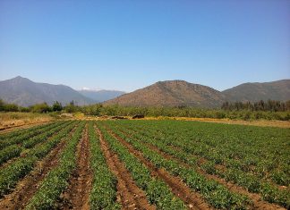 campo