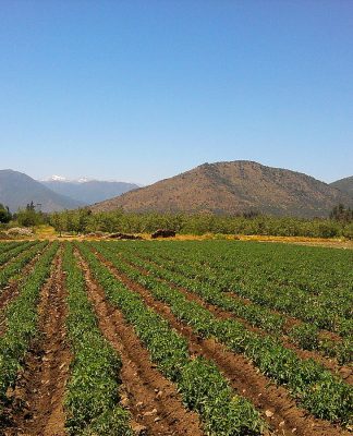 campo