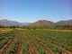 campo