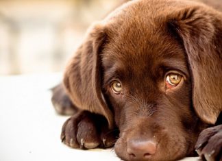 perrito