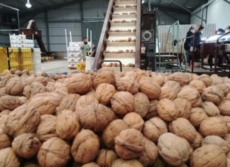 nueces
