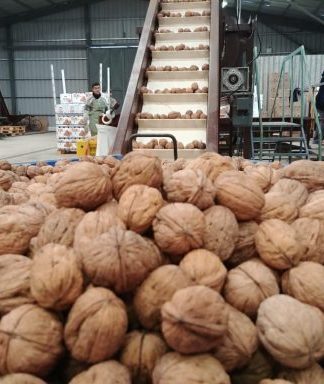 nueces