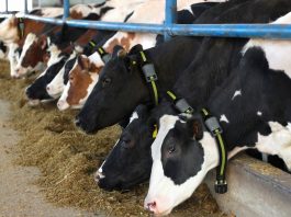 Firmeza en la hacienda: subas de hasta 14% en Sociedad Rural de Jesús María y valores sostenidos en Mercado Agroganadero de Cañuelas vacas