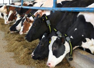 vacas